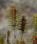 Beach rosemary